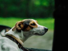 Neue Studie: Tierhalter sorgen sich um die Sicherheit, können Autohersteller reagieren? Hauptseite