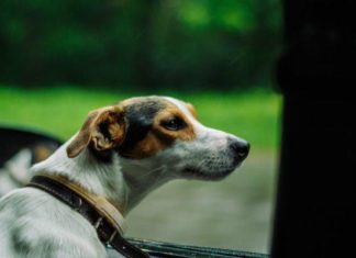 New Study: Pet Owners Concerned About Safety, Can Automakers Respond?