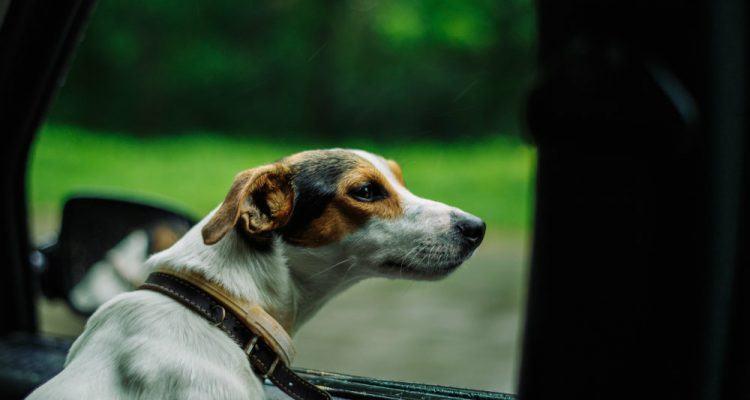 Новое исследование: владельцы домашних животных беспокоятся о безопасности, могут ли автопроизводители отвечать?